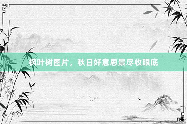 枫叶树图片，秋日好意思景尽收眼底