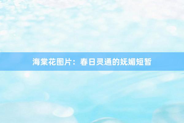 海棠花图片：春日灵通的妩媚短暂