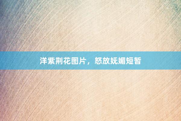洋紫荆花图片，怒放妩媚短暂